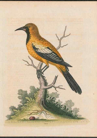 Reproducción/Reproduction 38675081412: Gleanings of natural history, exhibiting figures of quadrupeds, birds, insects, plants &c.... London :Printed for author at the Royal Collage of Physicians,1758-1764.. 