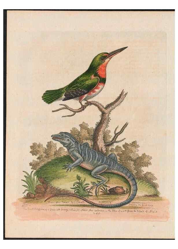 Reproducción/Reproduction 38651655326: Gleanings of natural history, exhibiting figures of quadrupeds, birds, insects, plants &c.... London :Printed for author at the Royal Collage of Physicians,1758-1764.. 