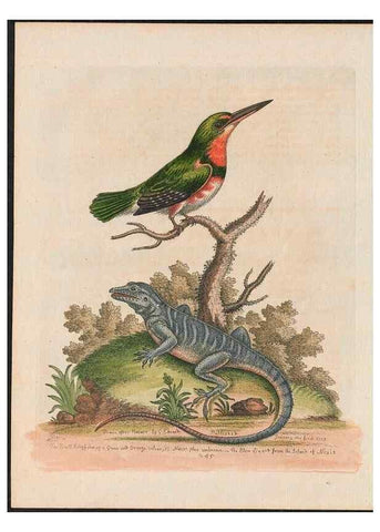 Reproducción/Reproduction 38651655326: Gleanings of natural history, exhibiting figures of quadrupeds, birds, insects, plants &c.... London :Printed for author at the Royal Collage of Physicians,1758-1764.. 