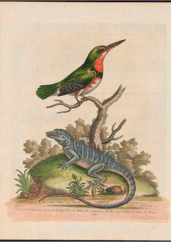 Reproducción/Reproduction 38651655326: Gleanings of natural history, exhibiting figures of quadrupeds, birds, insects, plants &c.... London :Printed for author at the Royal Collage of Physicians,1758-1764.. 