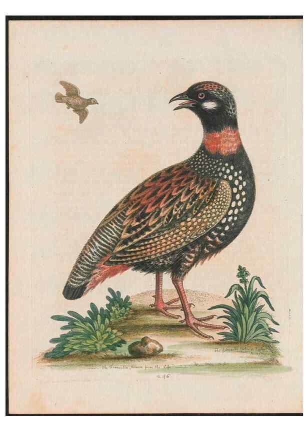 Reproducción/Reproduction 38707346201: Gleanings of natural history, exhibiting figures of quadrupeds, birds, insects, plants &c.... London :Printed for author at the Royal Collage of Physicians,1758-1764.. 