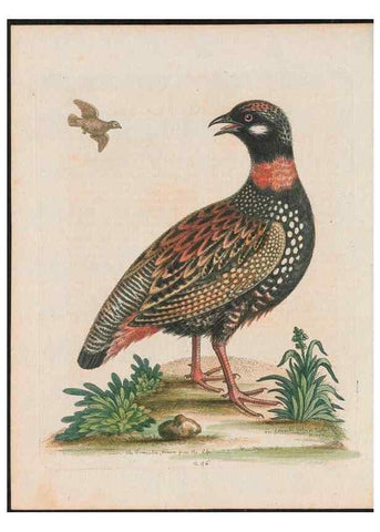 Reproducción/Reproduction 38707346201: Gleanings of natural history, exhibiting figures of quadrupeds, birds, insects, plants &c.... London :Printed for author at the Royal Collage of Physicians,1758-1764.. 