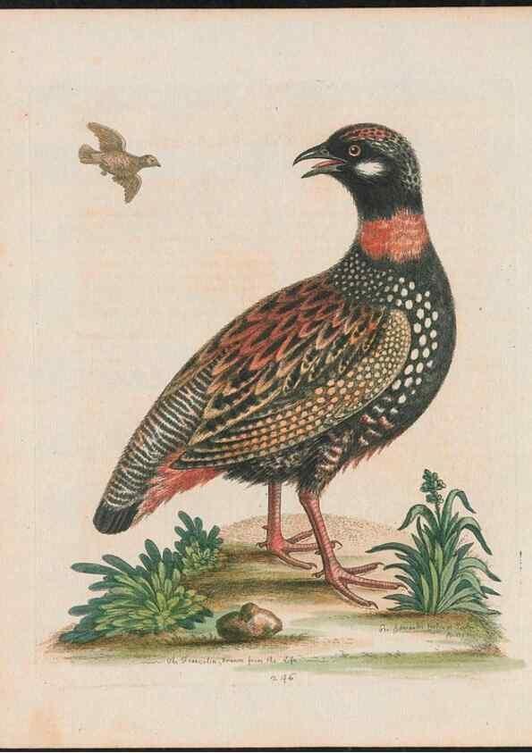 Reproducción/Reproduction 38707346201: Gleanings of natural history, exhibiting figures of quadrupeds, birds, insects, plants &c.... London :Printed for author at the Royal Collage of Physicians,1758-1764.. 