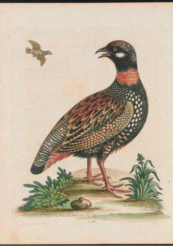 Reproducción/Reproduction 38707346201: Gleanings of natural history, exhibiting figures of quadrupeds, birds, insects, plants &c.... London :Printed for author at the Royal Collage of Physicians,1758-1764.. 