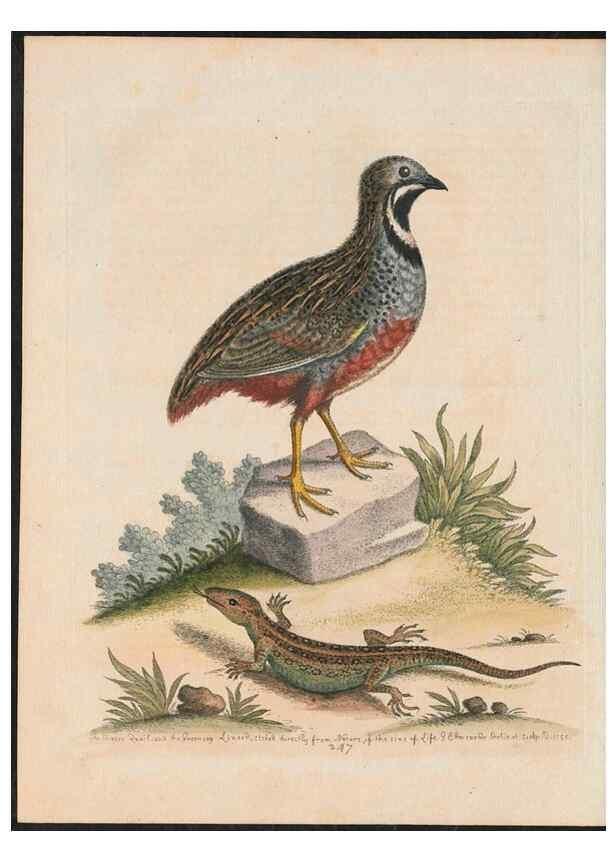 Reproducción/Reproduction 37819780575: Gleanings of natural history, exhibiting figures of quadrupeds, birds, insects, plants &c.... London :Printed for author at the Royal Collage of Physicians,1758-1764.. 