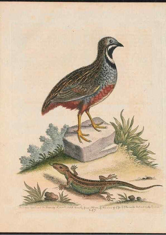 Reproducción/Reproduction 37819780575: Gleanings of natural history, exhibiting figures of quadrupeds, birds, insects, plants &c.... London :Printed for author at the Royal Collage of Physicians,1758-1764.. 