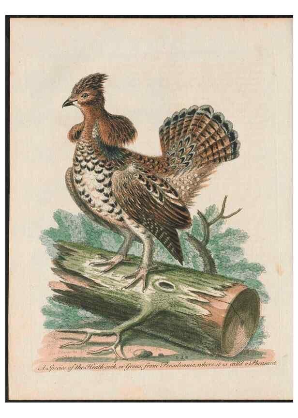 Reproducción/Reproduction 38707351461: Gleanings of natural history, exhibiting figures of quadrupeds, birds, insects, plants &c.... London :Printed for author at the Royal Collage of Physicians,1758-1764.. 