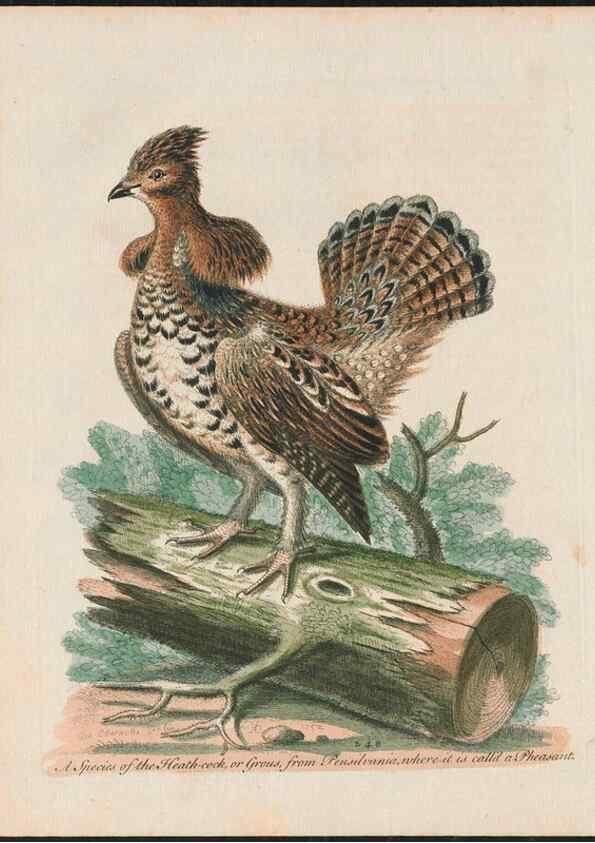 Reproducción/Reproduction 38707351461: Gleanings of natural history, exhibiting figures of quadrupeds, birds, insects, plants &c.... London :Printed for author at the Royal Collage of Physicians,1758-1764.. 
