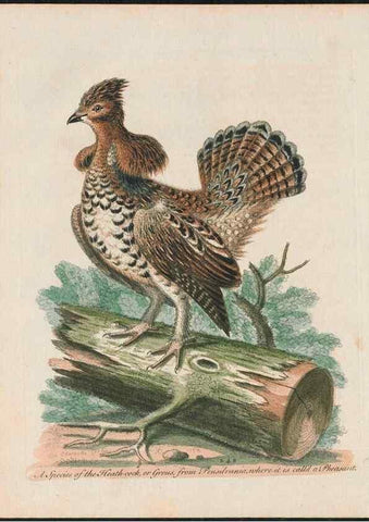 Reproducción/Reproduction 38707351461: Gleanings of natural history, exhibiting figures of quadrupeds, birds, insects, plants &c.... London :Printed for author at the Royal Collage of Physicians,1758-1764.. 