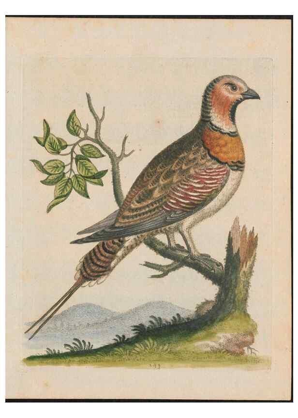 Reproducción/Reproduction 38675099362: Gleanings of natural history, exhibiting figures of quadrupeds, birds, insects, plants &c.... London :Printed for author at the Royal Collage of Physicians,1758-1764.. 