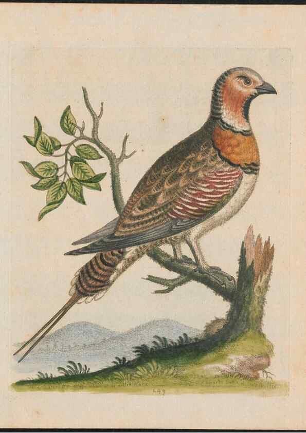 Reproducción/Reproduction 38675099362: Gleanings of natural history, exhibiting figures of quadrupeds, birds, insects, plants &c.... London :Printed for author at the Royal Collage of Physicians,1758-1764.. 
