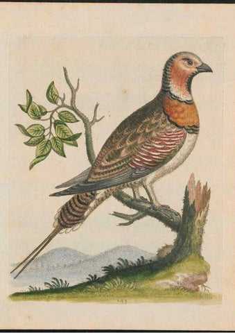 Reproducción/Reproduction 38675099362: Gleanings of natural history, exhibiting figures of quadrupeds, birds, insects, plants &c.... London :Printed for author at the Royal Collage of Physicians,1758-1764.. 