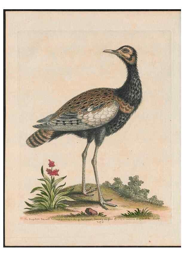 Reproducción/Reproduction 37819793565: Gleanings of natural history, exhibiting figures of quadrupeds, birds, insects, plants &c.... London :Printed for author at the Royal Collage of Physicians,1758-1764.. 