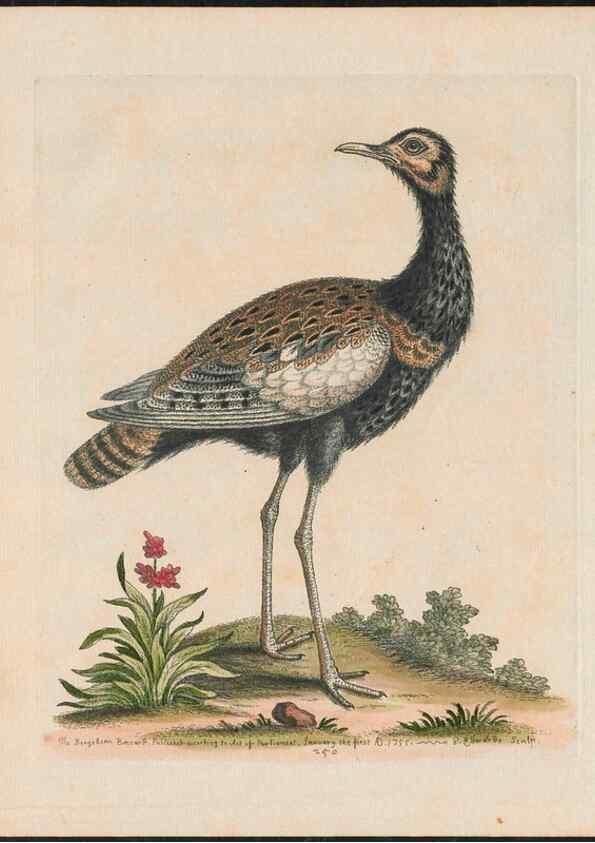 Reproducción/Reproduction 37819793565: Gleanings of natural history, exhibiting figures of quadrupeds, birds, insects, plants &c.... London :Printed for author at the Royal Collage of Physicians,1758-1764.. 