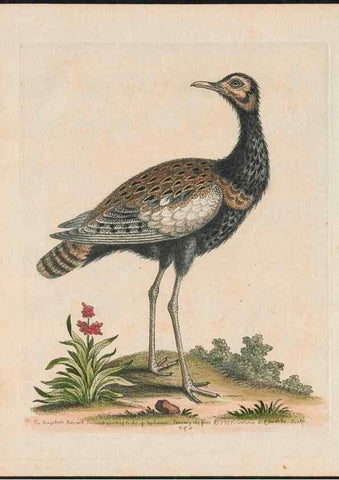 Reproducción/Reproduction 37819793565: Gleanings of natural history, exhibiting figures of quadrupeds, birds, insects, plants &c.... London :Printed for author at the Royal Collage of Physicians,1758-1764.. 