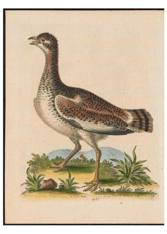 Reproducción/Reproduction 38707362631: Gleanings of natural history, exhibiting figures of quadrupeds, birds, insects, plants &c.... London :Printed for author at the Royal Collage of Physicians,1758-1764.. 