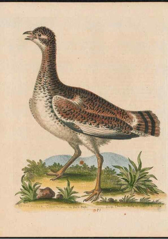 Reproducción/Reproduction 38707362631: Gleanings of natural history, exhibiting figures of quadrupeds, birds, insects, plants &c.... London :Printed for author at the Royal Collage of Physicians,1758-1764.. 