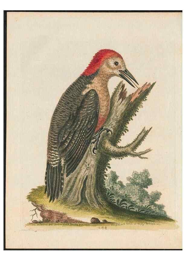 Reproducción/Reproduction 38675084142: Gleanings of natural history, exhibiting figures of quadrupeds, birds, insects, plants &c.... London :Printed for author at the Royal Collage of Physicians,1758-1764.. 