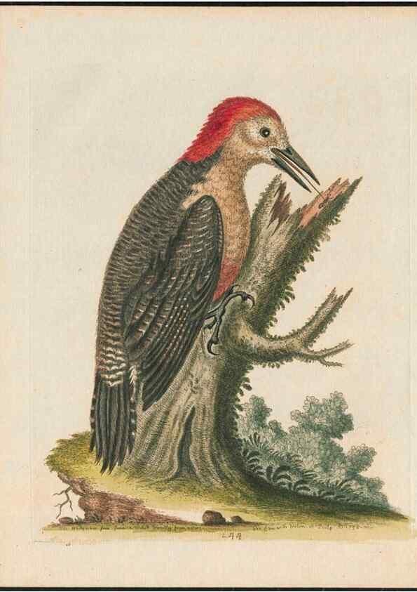 Reproducción/Reproduction 38675084142: Gleanings of natural history, exhibiting figures of quadrupeds, birds, insects, plants &c.... London :Printed for author at the Royal Collage of Physicians,1758-1764.. 