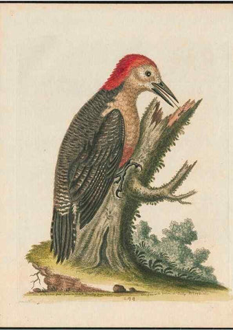 Reproducción/Reproduction 38675084142: Gleanings of natural history, exhibiting figures of quadrupeds, birds, insects, plants &c.... London :Printed for author at the Royal Collage of Physicians,1758-1764.. 
