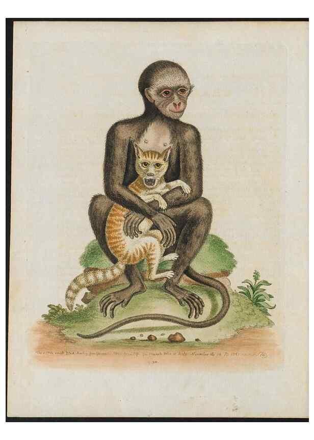 Reproducción/Reproduction 38652121846: Gleanings of natural history, exhibiting figures of quadrupeds, birds, insects, plants &c.... London :Printed for author at the Royal Collage of Physicians,1758-1764.. 