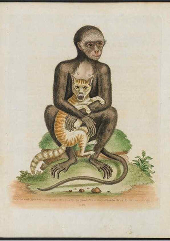 Reproducción/Reproduction 38652121846: Gleanings of natural history, exhibiting figures of quadrupeds, birds, insects, plants &c.... London :Printed for author at the Royal Collage of Physicians,1758-1764.. 