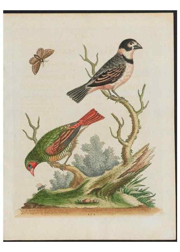 Reproducción/Reproduction 26931561799: Gleanings of natural history, exhibiting figures of quadrupeds, birds, insects, plants &c.... London :Printed for author at the Royal Collage of Physicians,1758-1764.. 