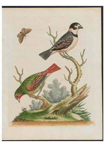 Reproducción/Reproduction 26931561799: Gleanings of natural history, exhibiting figures of quadrupeds, birds, insects, plants &c.... London :Printed for author at the Royal Collage of Physicians,1758-1764.. 