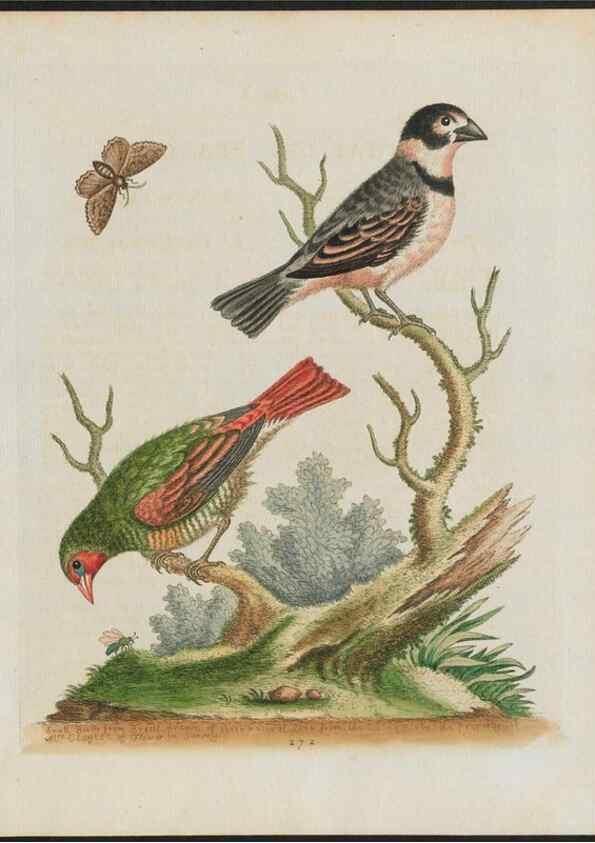 Reproducción/Reproduction 26931561799: Gleanings of natural history, exhibiting figures of quadrupeds, birds, insects, plants &c.... London :Printed for author at the Royal Collage of Physicians,1758-1764.. 