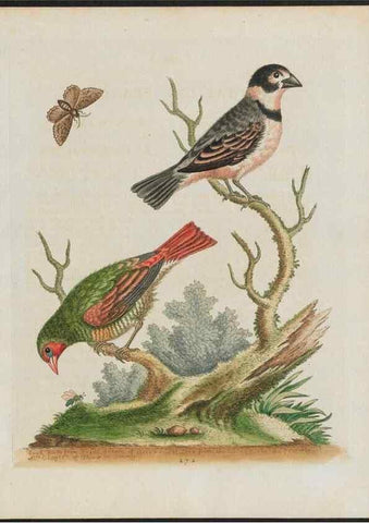 Reproducción/Reproduction 26931561799: Gleanings of natural history, exhibiting figures of quadrupeds, birds, insects, plants &c.... London :Printed for author at the Royal Collage of Physicians,1758-1764.. 