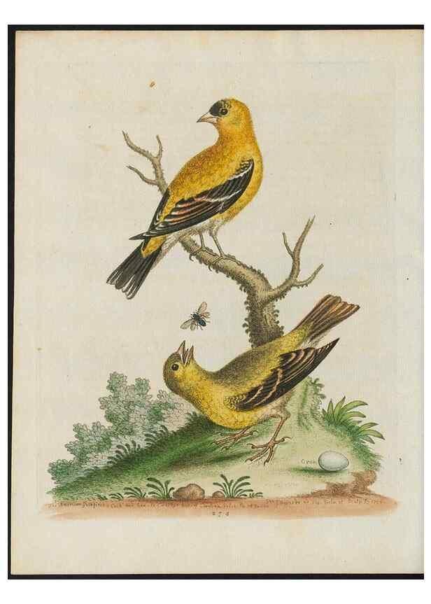 Reproducción/Reproduction 38675310952: Gleanings of natural history, exhibiting figures of quadrupeds, birds, insects, plants &c.... London :Printed for author at the Royal Collage of Physicians,1758-1764.. 