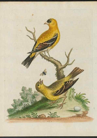 Reproducción/Reproduction 38675310952: Gleanings of natural history, exhibiting figures of quadrupeds, birds, insects, plants &c.... London :Printed for author at the Royal Collage of Physicians,1758-1764.. 