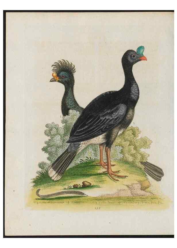 Reproducción/Reproduction 37820015085: Gleanings of natural history, exhibiting figures of quadrupeds, birds, insects, plants &c.... London :Printed for author at the Royal Collage of Physicians,1758-1764.. 