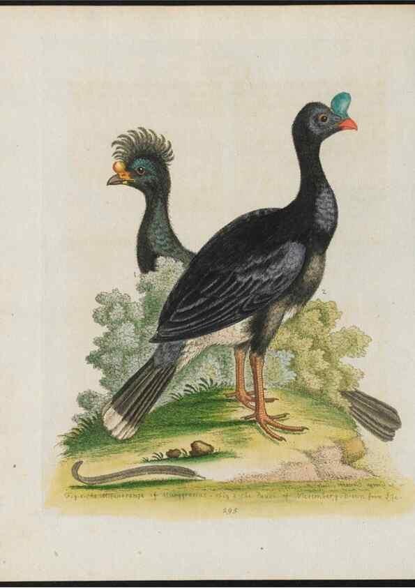 Reproducción/Reproduction 37820015085: Gleanings of natural history, exhibiting figures of quadrupeds, birds, insects, plants &c.... London :Printed for author at the Royal Collage of Physicians,1758-1764.. 