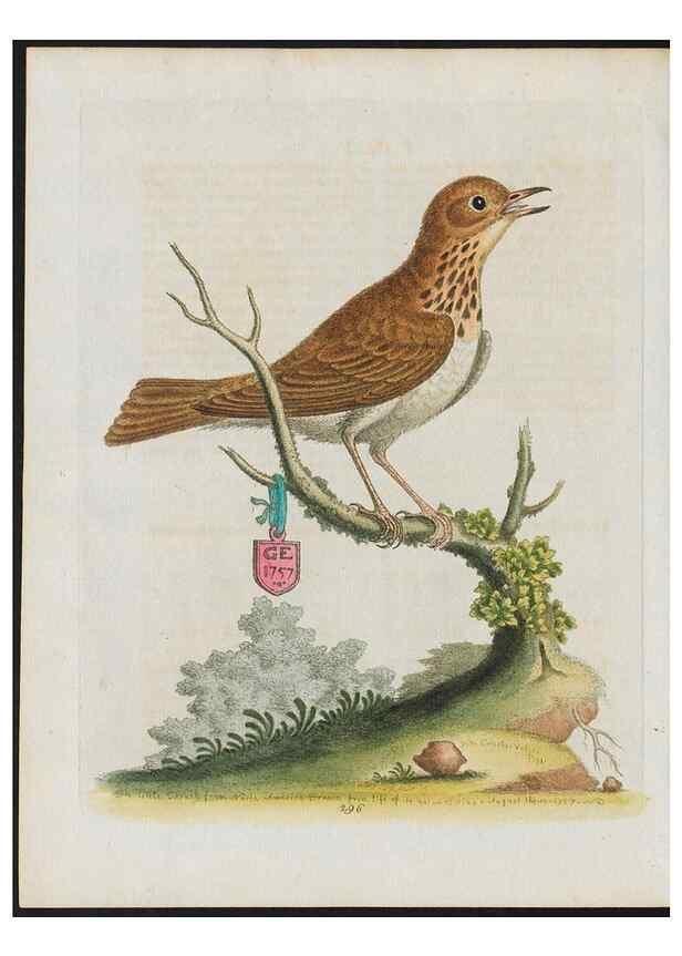 Reproducción/Reproduction 24834837418: Gleanings of natural history, exhibiting figures of quadrupeds, birds, insects, plants &c.... London :Printed for author at the Royal Collage of Physicians,1758-1764.. 