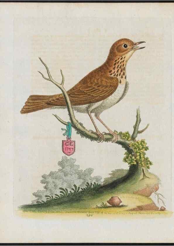 Reproducción/Reproduction 24834837418: Gleanings of natural history, exhibiting figures of quadrupeds, birds, insects, plants &c.... London :Printed for author at the Royal Collage of Physicians,1758-1764.. 