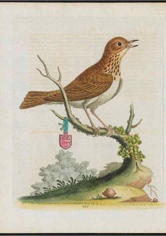 Reproducción/Reproduction 24834837418: Gleanings of natural history, exhibiting figures of quadrupeds, birds, insects, plants &c.... London :Printed for author at the Royal Collage of Physicians,1758-1764.. 