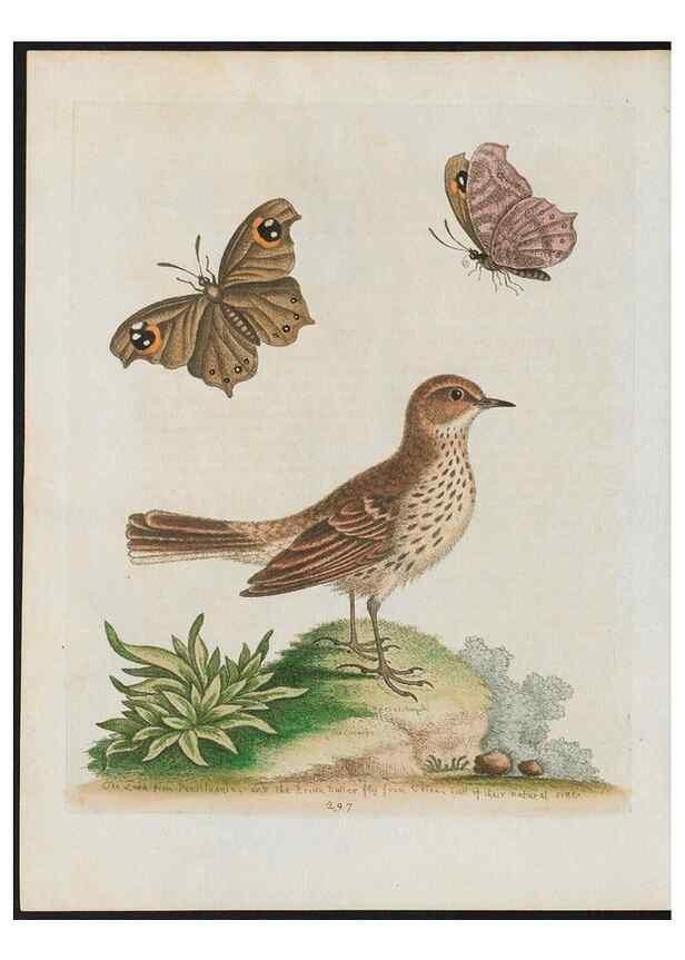 Reproducción/Reproduction 38707603111: Gleanings of natural history, exhibiting figures of quadrupeds, birds, insects, plants &c.... London :Printed for author at the Royal Collage of Physicians,1758-1764.. 