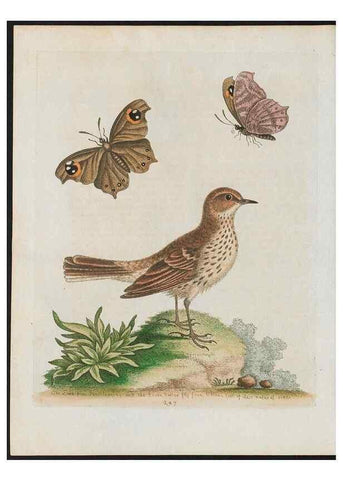 Reproducción/Reproduction 38707603111: Gleanings of natural history, exhibiting figures of quadrupeds, birds, insects, plants &c.... London :Printed for author at the Royal Collage of Physicians,1758-1764.. 