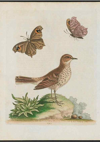 Reproducción/Reproduction 38707603111: Gleanings of natural history, exhibiting figures of quadrupeds, birds, insects, plants &c.... London :Printed for author at the Royal Collage of Physicians,1758-1764.. 