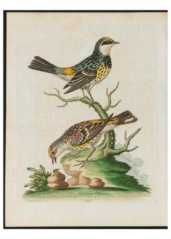 Reproducción/Reproduction 37990075244: Gleanings of natural history, exhibiting figures of quadrupeds, birds, insects, plants &c.... London :Printed for author at the Royal Collage of Physicians,1758-1764.. 