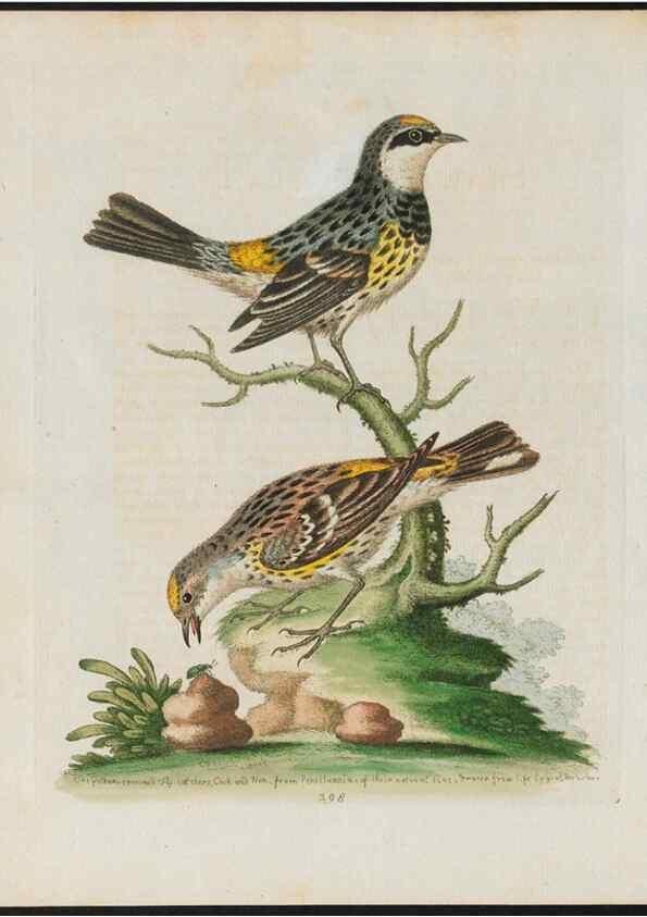 Reproducción/Reproduction 37990075244: Gleanings of natural history, exhibiting figures of quadrupeds, birds, insects, plants &c.... London :Printed for author at the Royal Collage of Physicians,1758-1764.. 