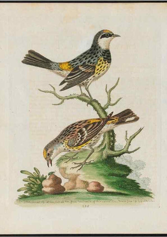 Reproducción/Reproduction 37990075244: Gleanings of natural history, exhibiting figures of quadrupeds, birds, insects, plants &c.... London :Printed for author at the Royal Collage of Physicians,1758-1764.. 