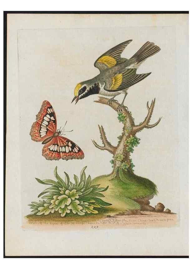 Reproducción/Reproduction 24834845798: Gleanings of natural history, exhibiting figures of quadrupeds, birds, insects, plants &c.... London :Printed for author at the Royal Collage of Physicians,1758-1764.. 