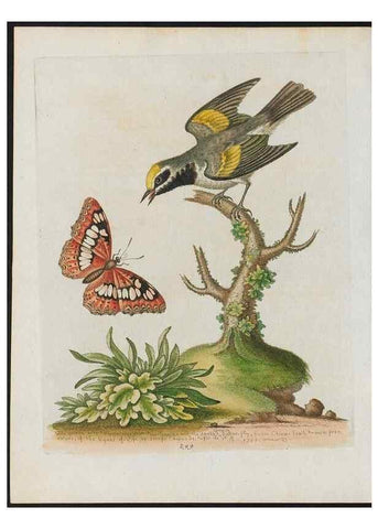 Reproducción/Reproduction 24834845798: Gleanings of natural history, exhibiting figures of quadrupeds, birds, insects, plants &c.... London :Printed for author at the Royal Collage of Physicians,1758-1764.. 