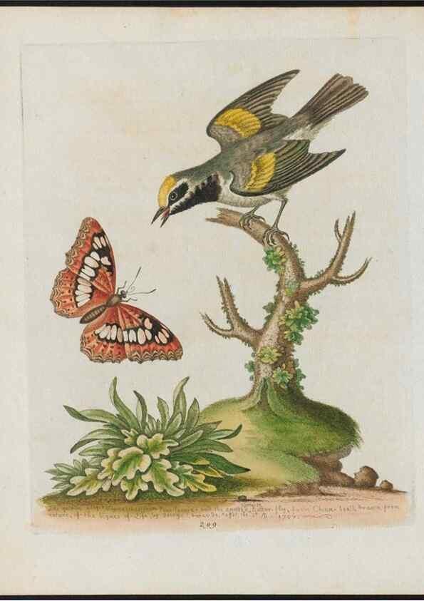 Reproducción/Reproduction 24834845798: Gleanings of natural history, exhibiting figures of quadrupeds, birds, insects, plants &c.... London :Printed for author at the Royal Collage of Physicians,1758-1764.. 