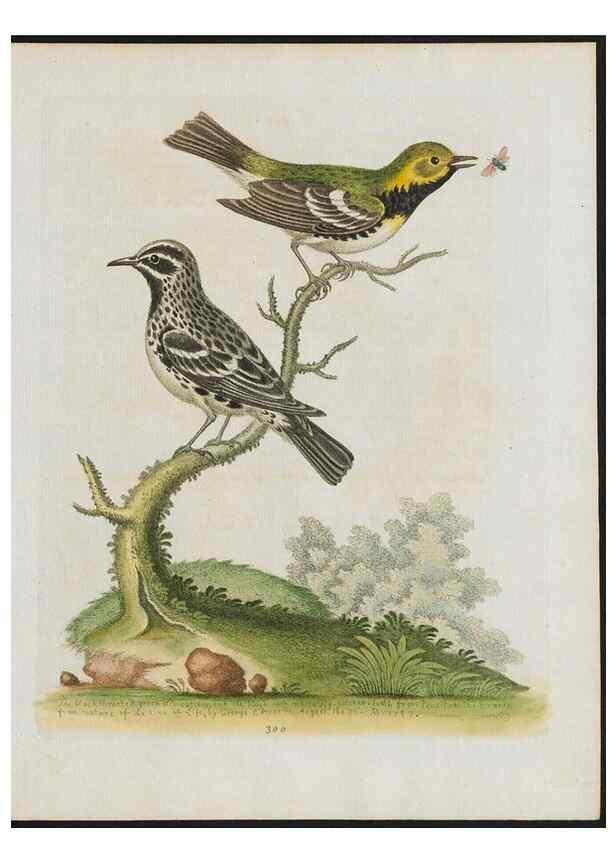 Reproducción/Reproduction 38707618541: Gleanings of natural history, exhibiting figures of quadrupeds, birds, insects, plants &c.... London :Printed for author at the Royal Collage of Physicians,1758-1764.. 