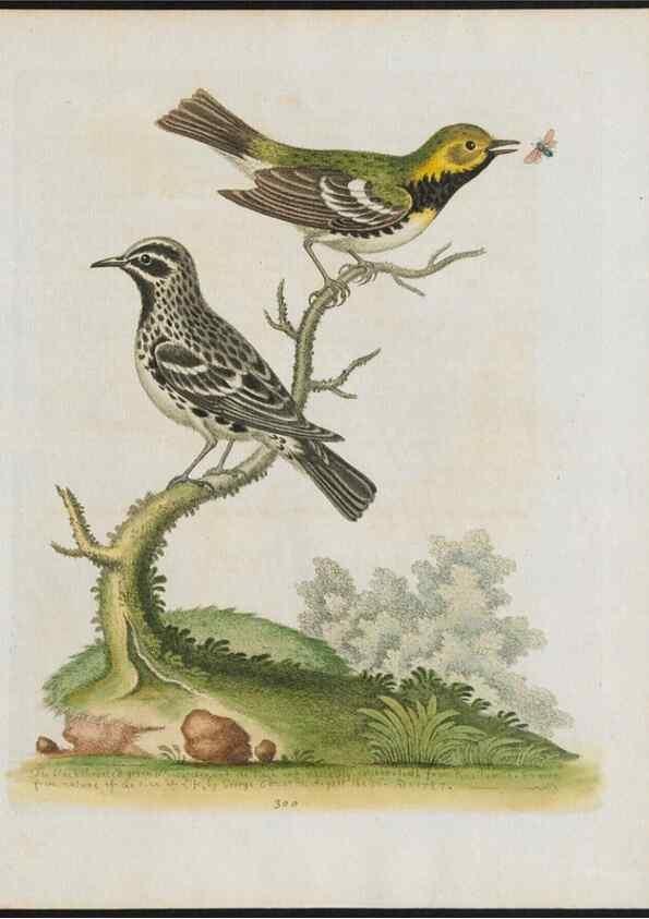 Reproducción/Reproduction 38707618541: Gleanings of natural history, exhibiting figures of quadrupeds, birds, insects, plants &c.... London :Printed for author at the Royal Collage of Physicians,1758-1764.. 