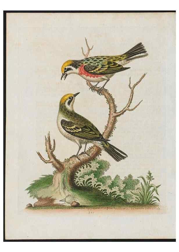 Reproducción/Reproduction 37990085404: Gleanings of natural history, exhibiting figures of quadrupeds, birds, insects, plants &c.... London :Printed for author at the Royal Collage of Physicians,1758-1764.. 