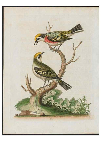 Reproducción/Reproduction 37990085404: Gleanings of natural history, exhibiting figures of quadrupeds, birds, insects, plants &c.... London :Printed for author at the Royal Collage of Physicians,1758-1764.. 
